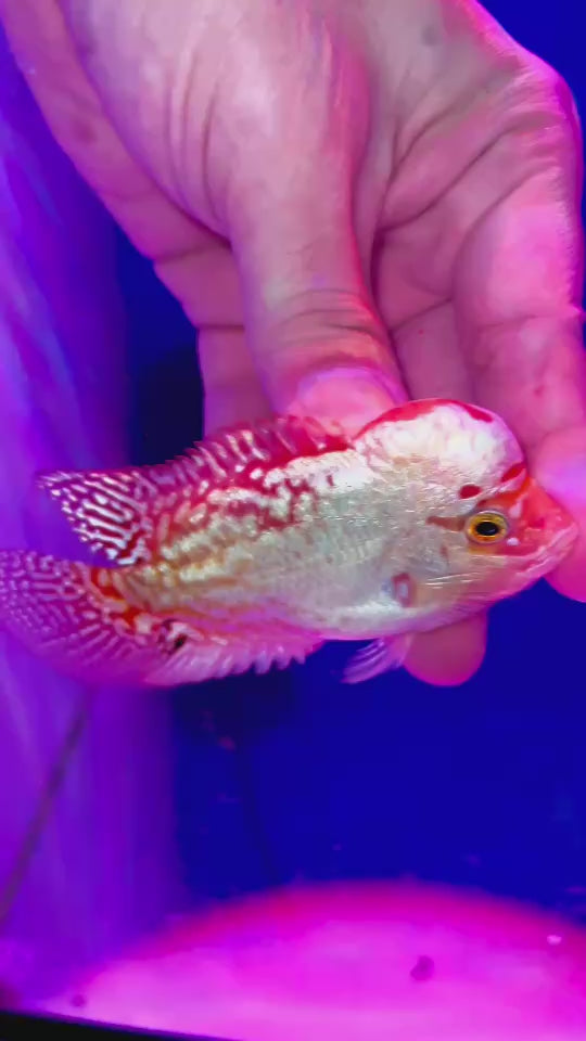 Rare Kamfa Flowerhorn