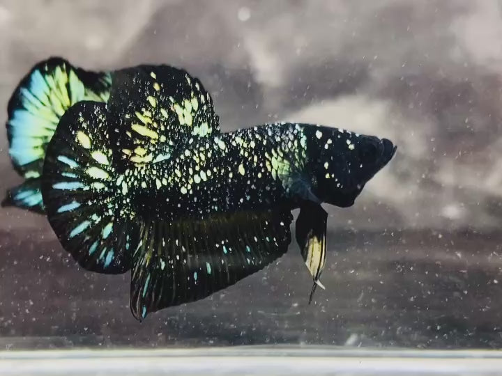 Rare Nebula Gold Betta Fish