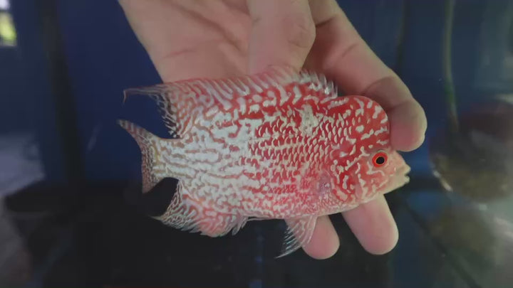Rare Kamfa Golden Base Flowerhorn 4 inch