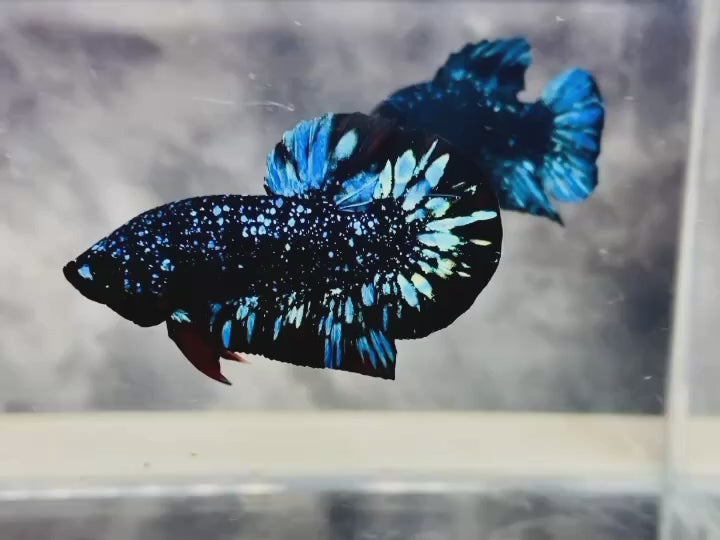 Rare Avatar Betta Fish