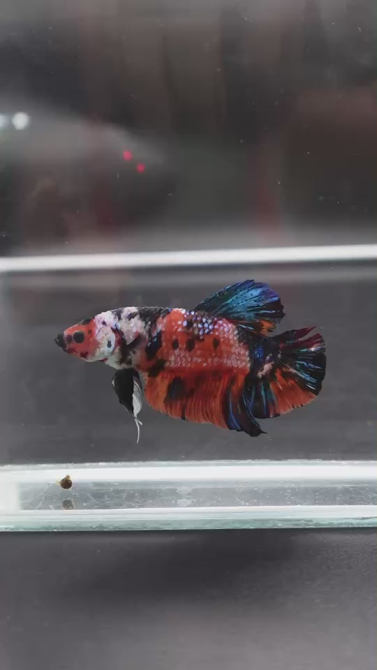 Rare Giant Multicolors Betta Fish