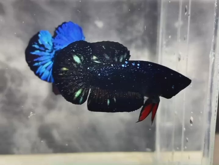 Rare Avatar Betta Fish