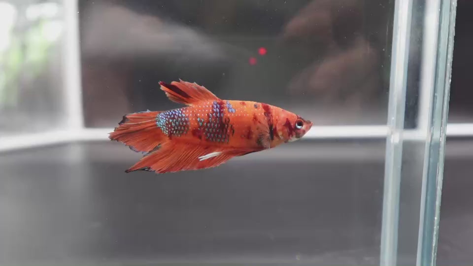 Rare Giant Multicolors Betta Fish
