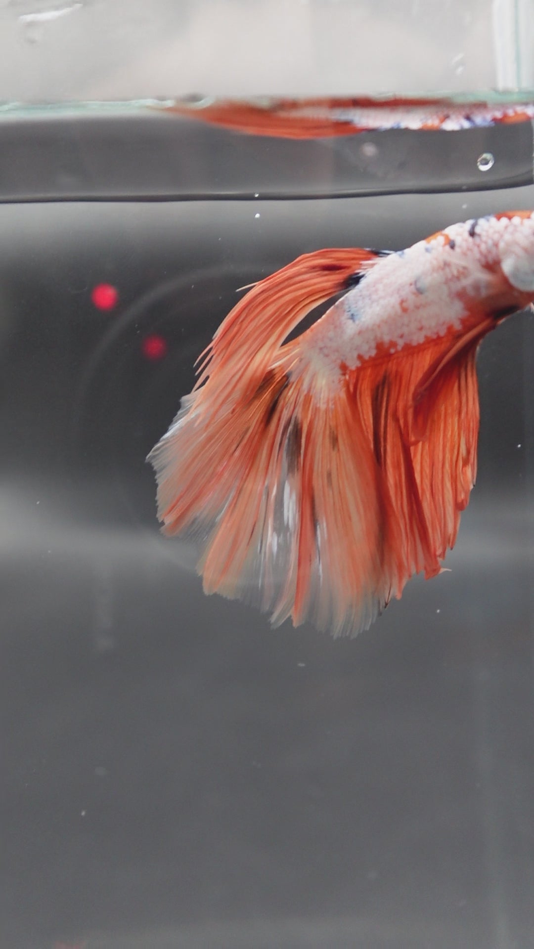 Rare Halfmoon Multicolors Betta Fish