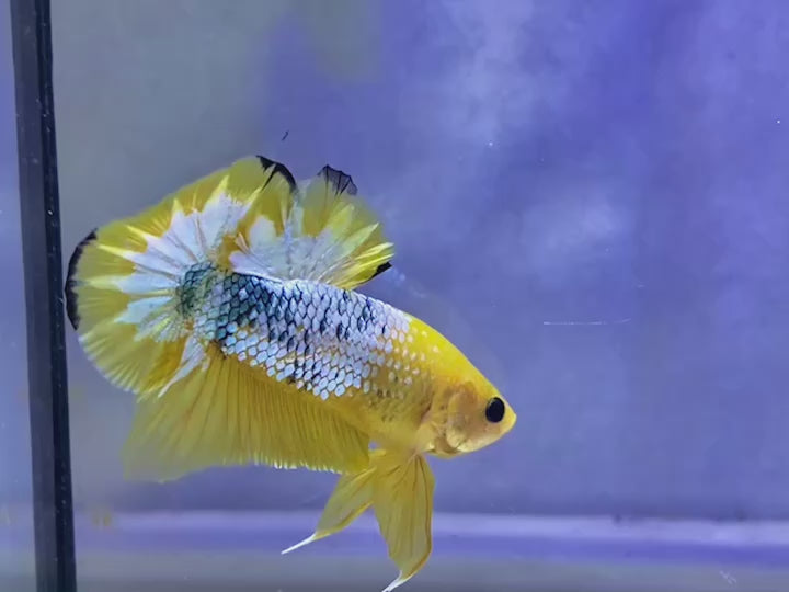 Rare Yellow Copper Startail Betta Fish