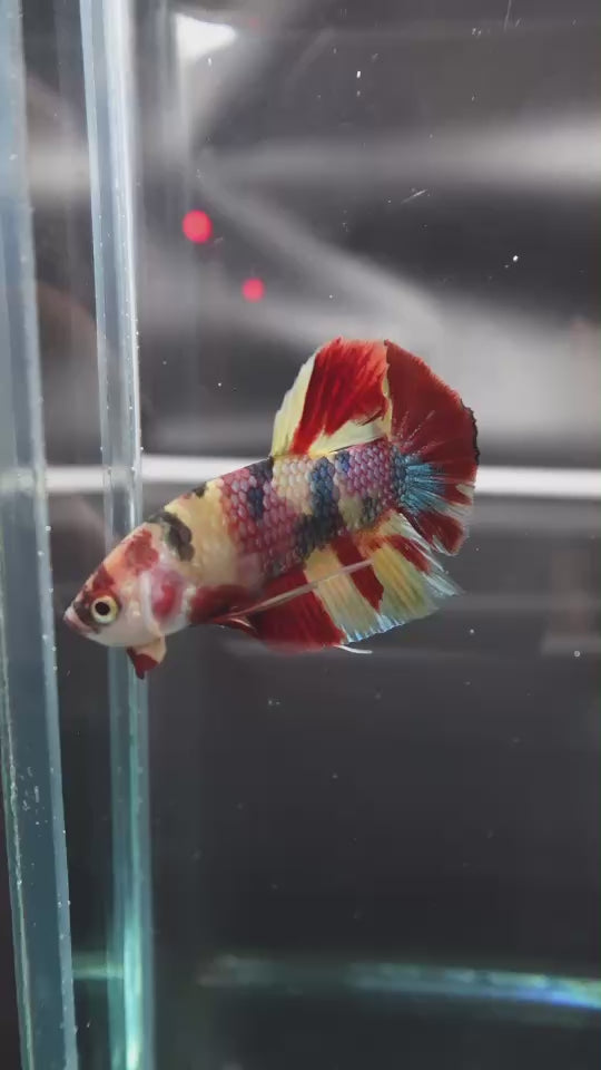Rare Koi Multicolors Betta Fish