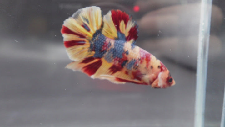 Rare Giant Multicolors Betta Fish