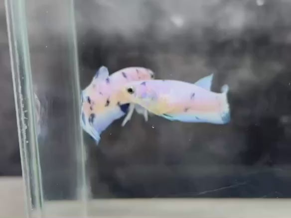 Rare Pair Blue Marble Dot Betta Fish