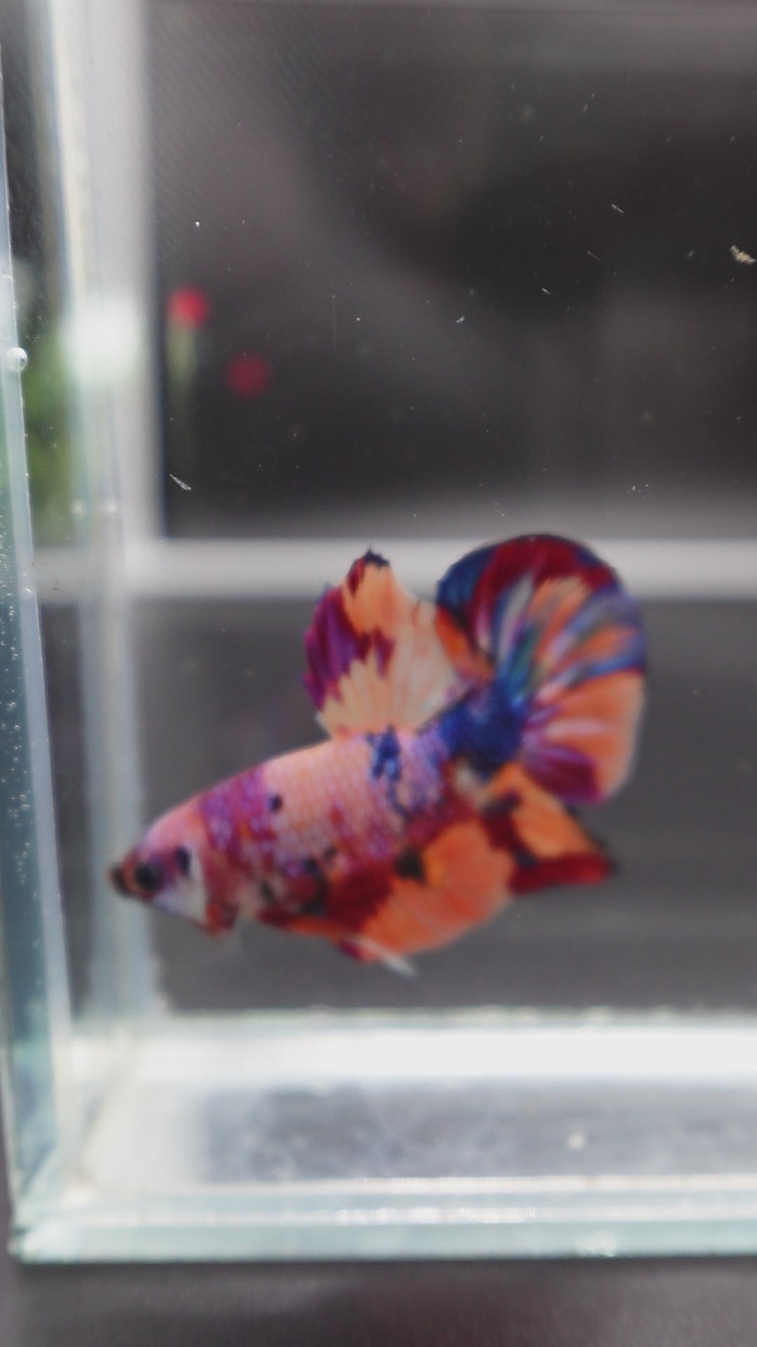 Rare Koi Multicolors Betta Fish