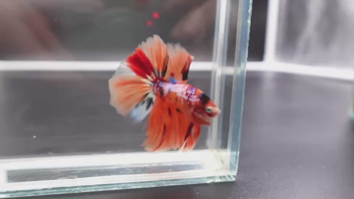 Rare Halfmoon Multicolors Betta Fish