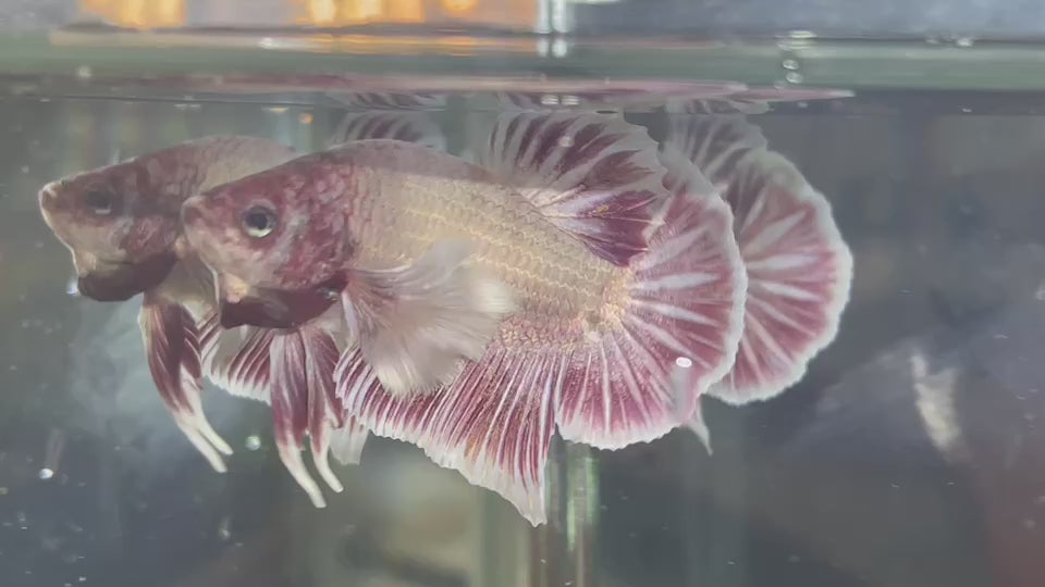 Dumbo Mulberry Betta Fish