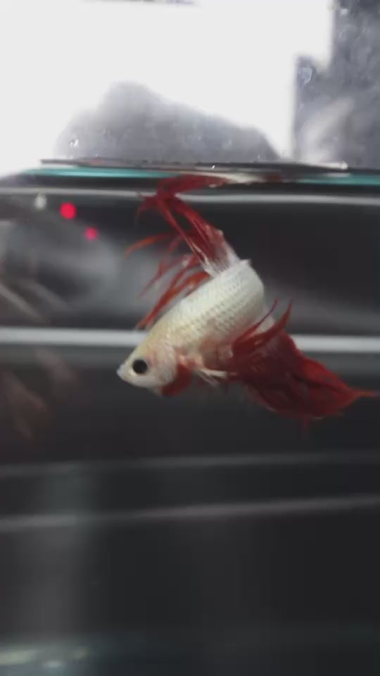 Rare Red Dragon Crowntail Betta Fish