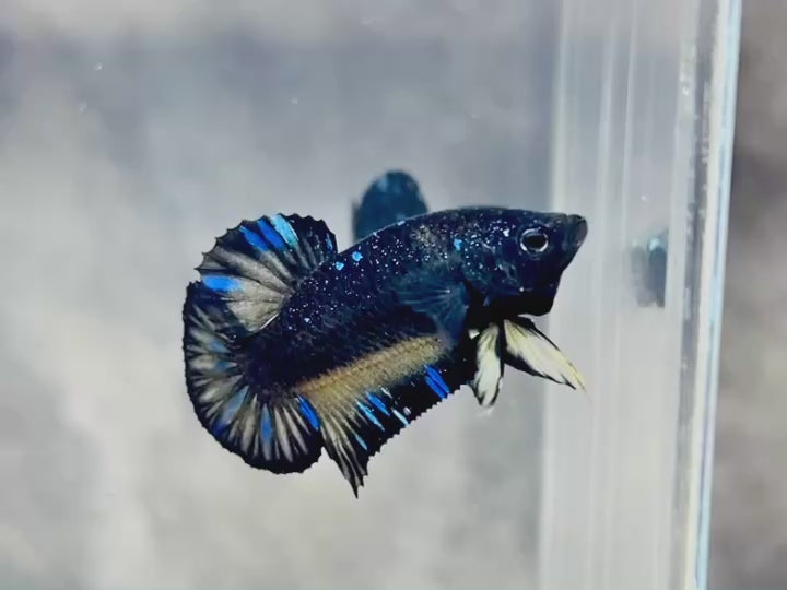 Rare Avatar Betta Fish