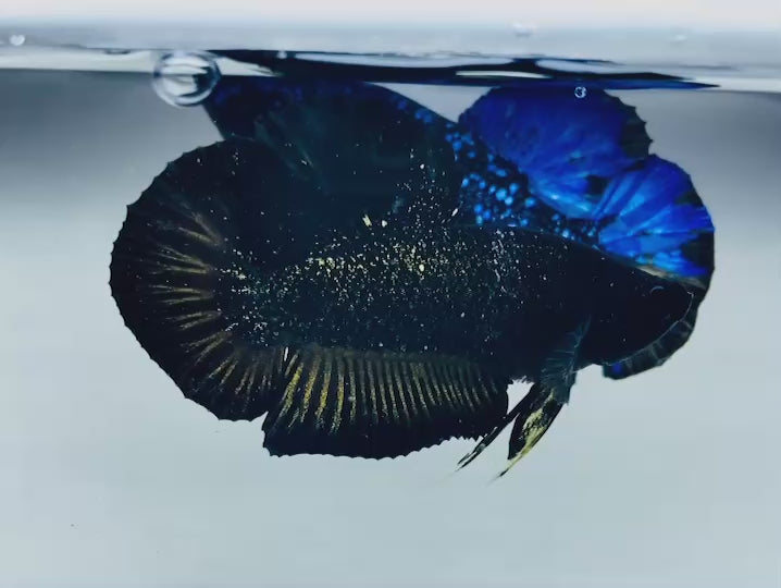 Rare Nebula Gold Betta Fish