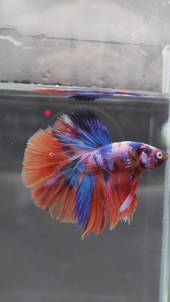 Rare Halfmoon Multicolors Betta Fish