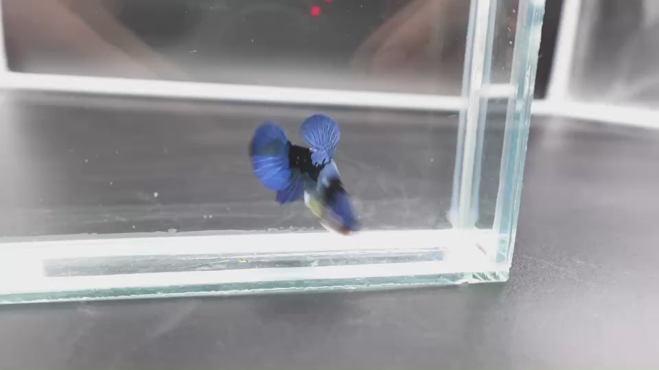 Rare Koi Multicolors Betta Fish (Male)
