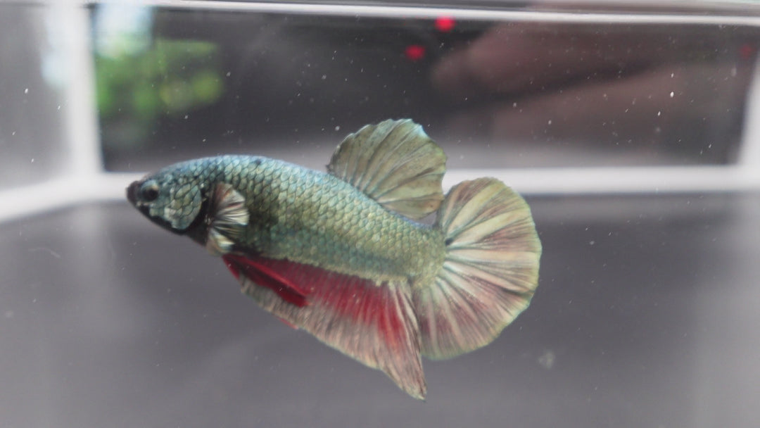 Rare Giant Multicolors Betta Fish