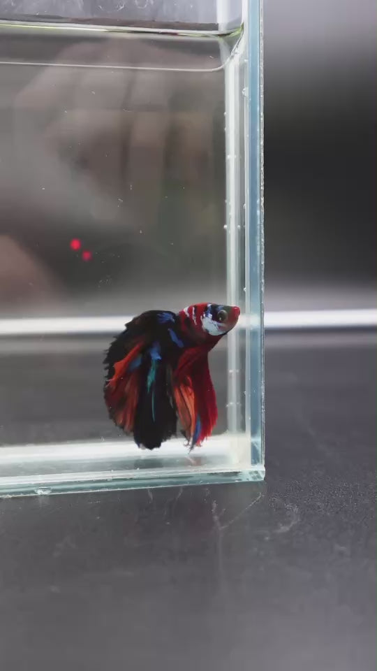 Rare Halfmoon Multicolors Betta Fish
