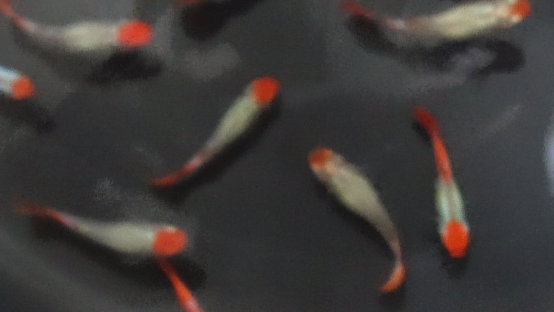 Platinum Koi Guppy Fish