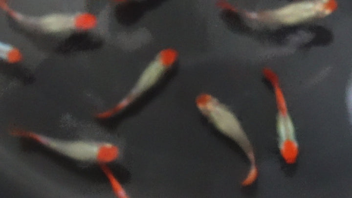 Platinum Koi Guppy Fish