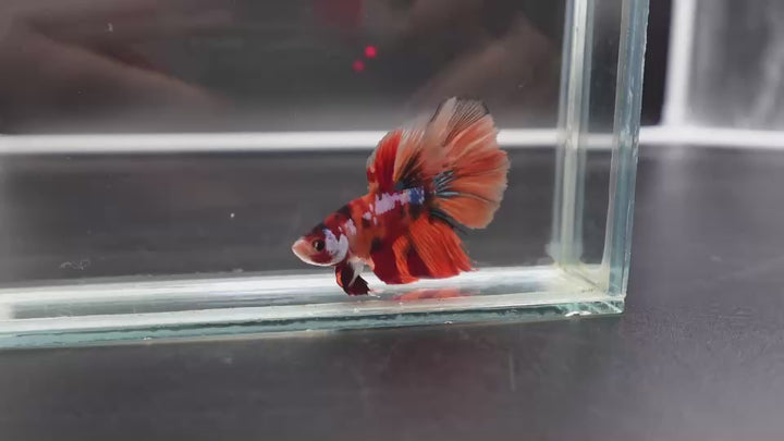 Rare Halfmoon Multicolors Betta Fish