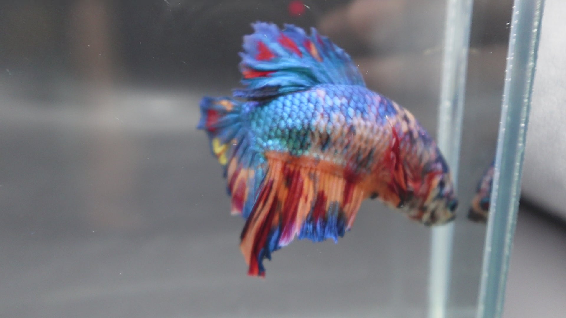 Rare Giant Multicolors Betta Fish