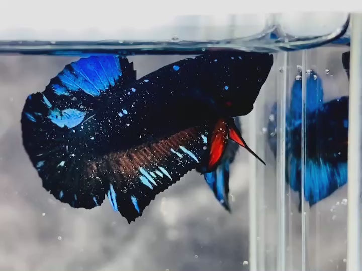Rare Avatar Betta Fish