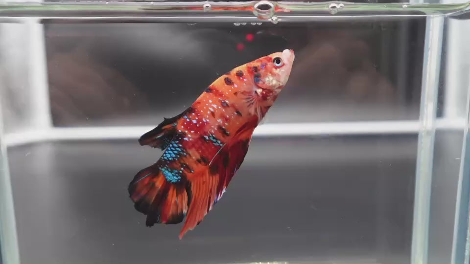 Rare Giant Multicolors Betta Fish