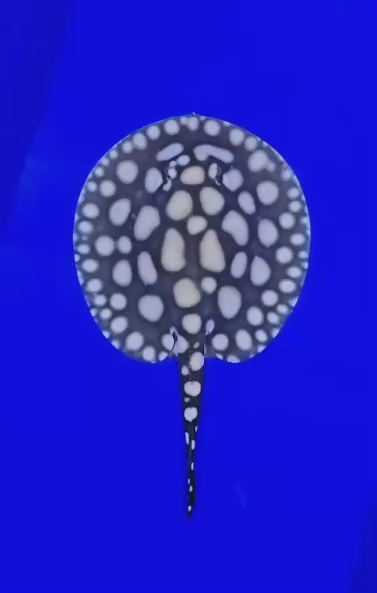 Black diamond stingray male 6.5 inch
