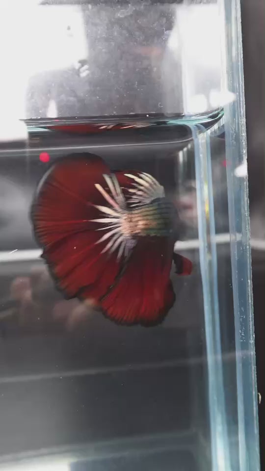 Rare Halfmoon Red Devil Betta Fish