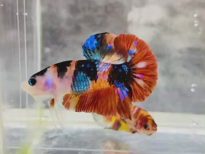 Rare Pair Koi Multicolors Betta Fish