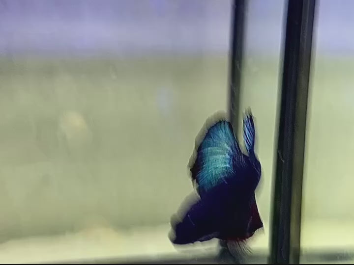 Rare Avatar Black Star Betta Fish