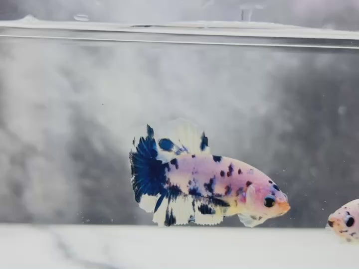 Rare Pair Blue Marble Betta Fish