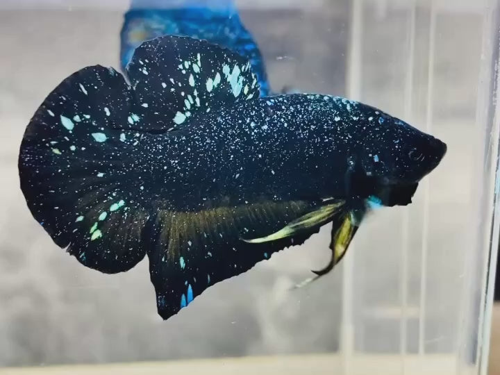Rare Avatar Betta Fish