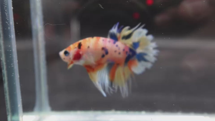 Rare CTPK Koi Betta Fish