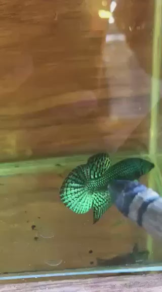 Green Alien Wild Betta Fish