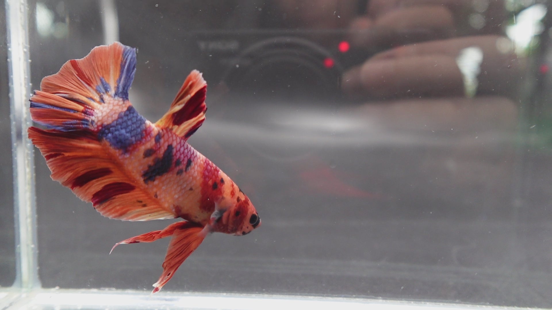 Rare Giant Multicolors Betta Fish