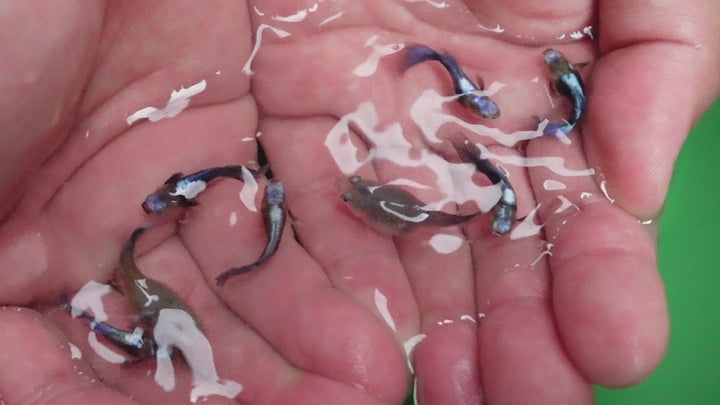 Half Black Blue Tuxedo Short Body Guppy Fish
