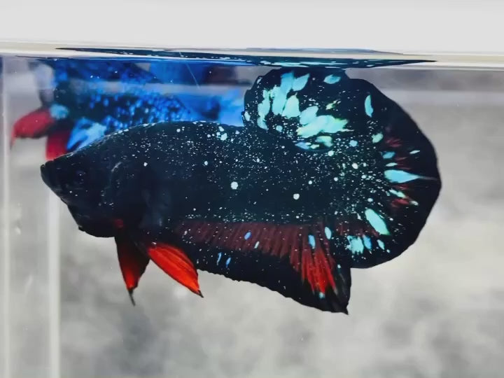 Rare Avatar Betta Fish