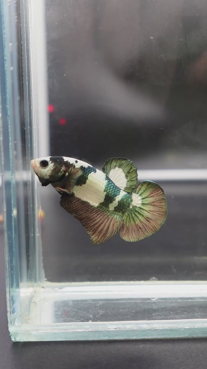 Competition grade - Koi Copper Betta Fish