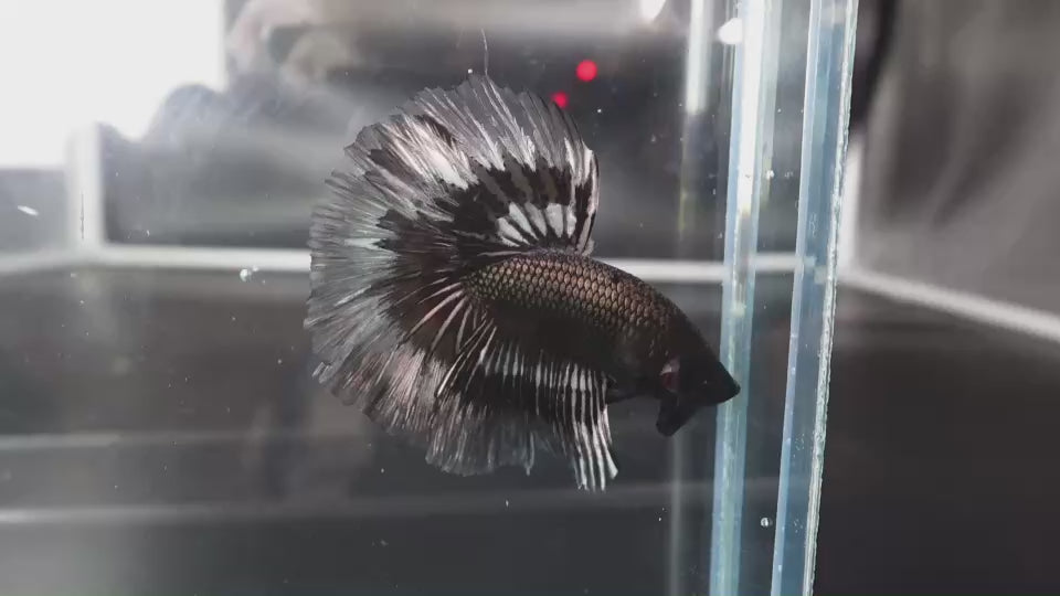 Rare Halfmoon Black Copper Butterfly Betta Fish