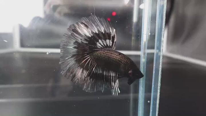 Rare Halfmoon Black Copper Butterfly Betta Fish