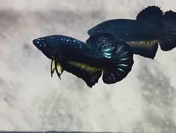 Rare Avatar Betta Fish (Male)