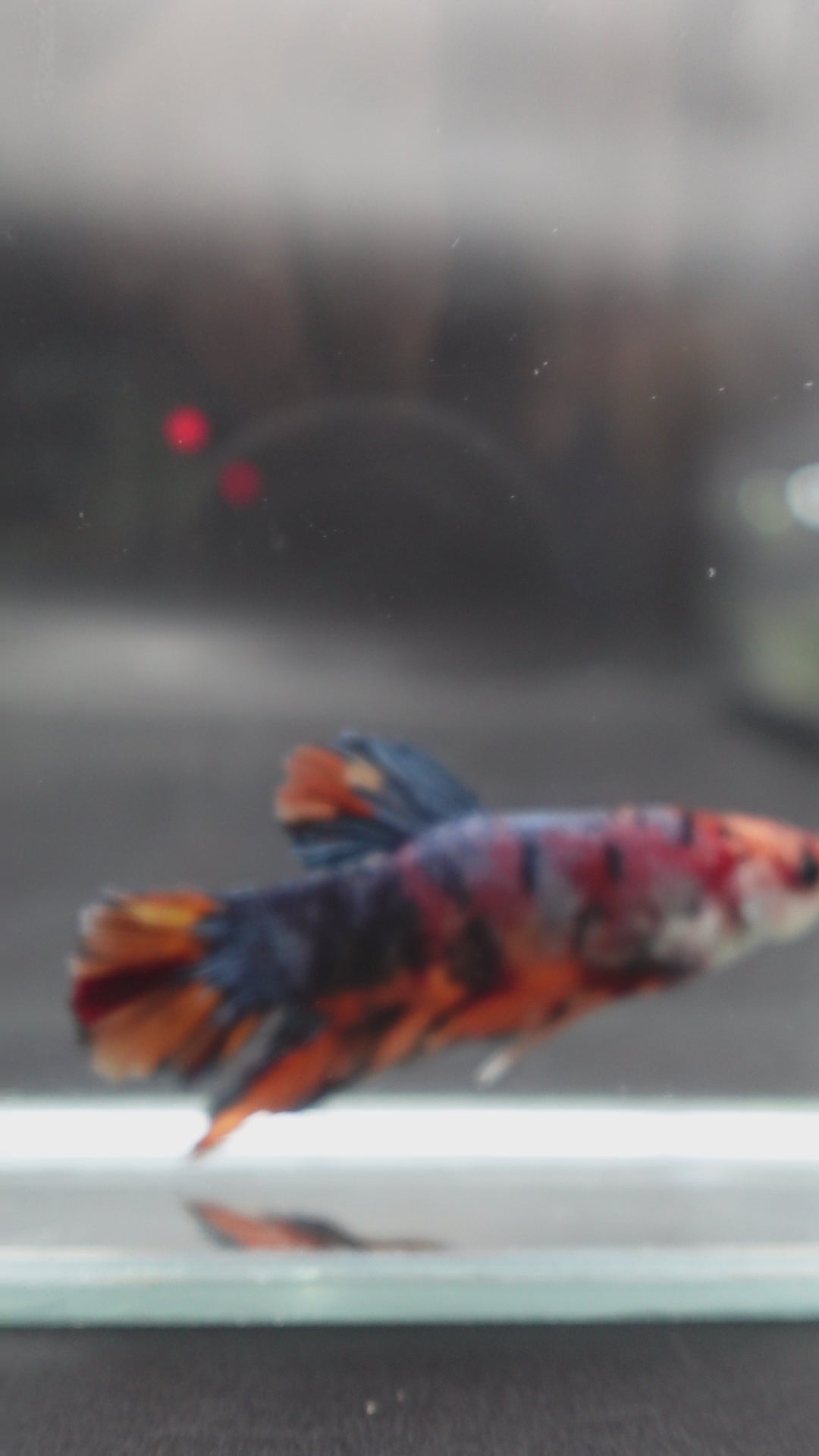 Rare Giant Multicolors Betta Fish