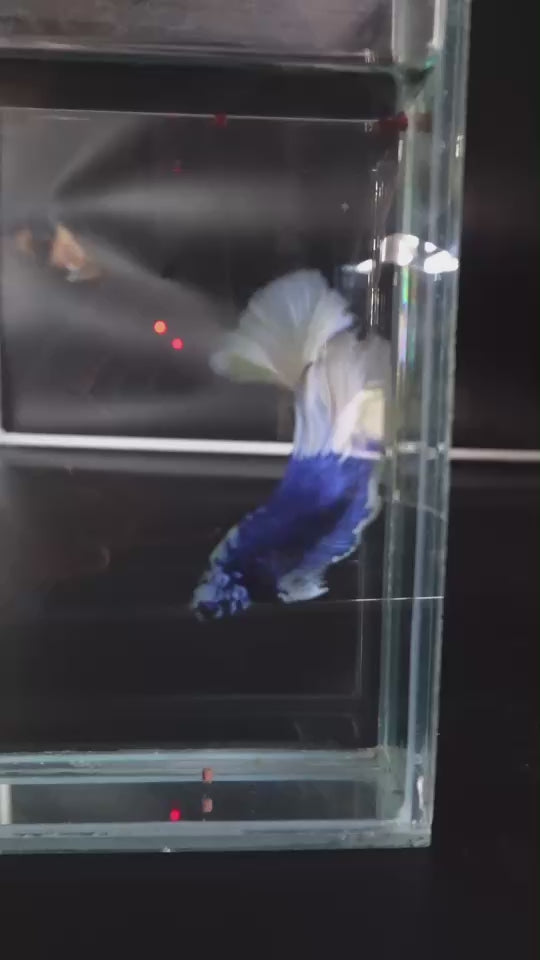 Rare Halfmoon Blue Butterfly Betta Fish