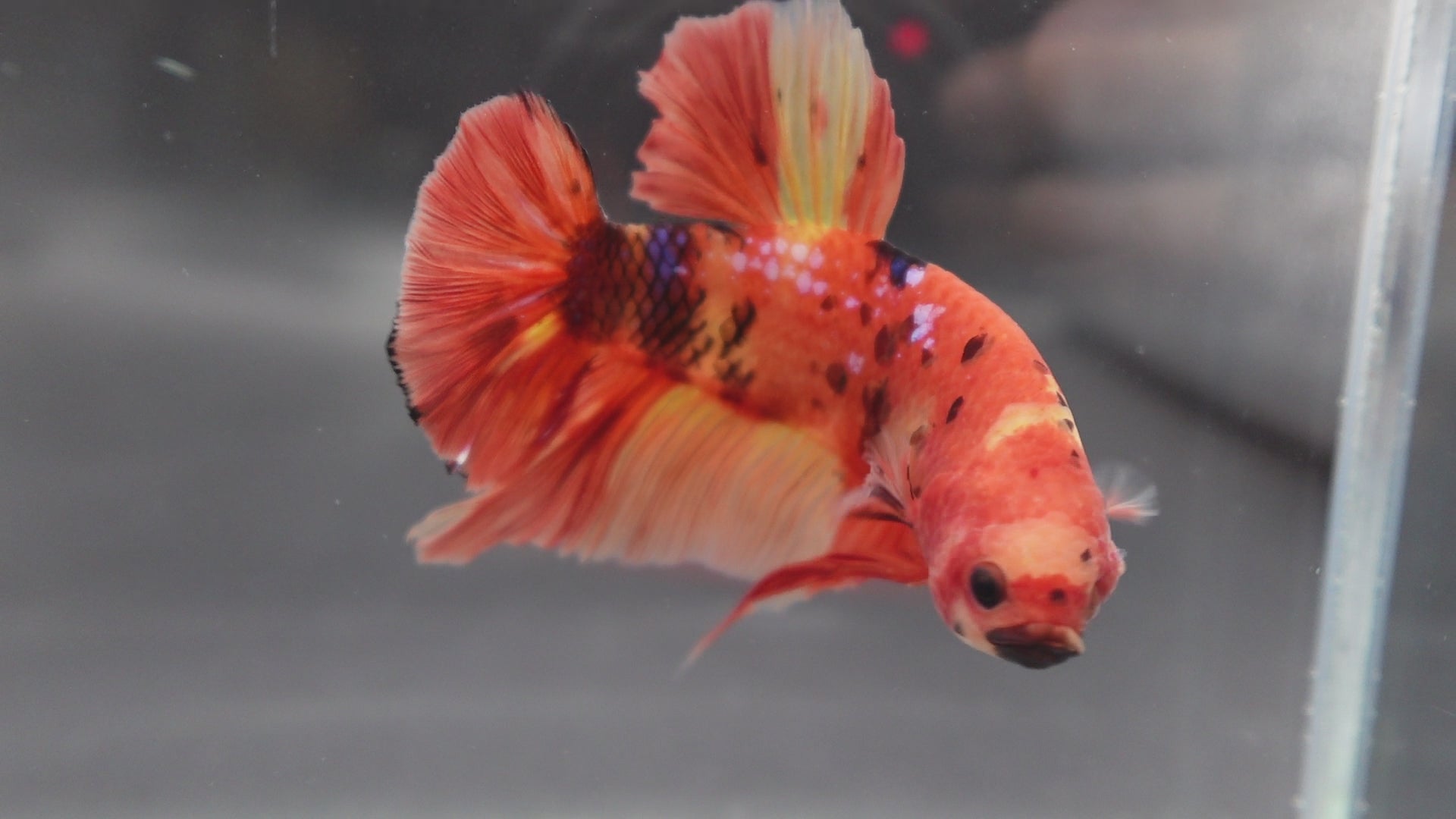 Rare Giant Multicolors Betta Fish