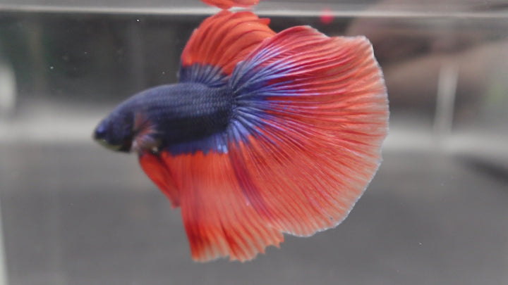 Competition Halfmoon Super Blue Orange Fin Betta Fish