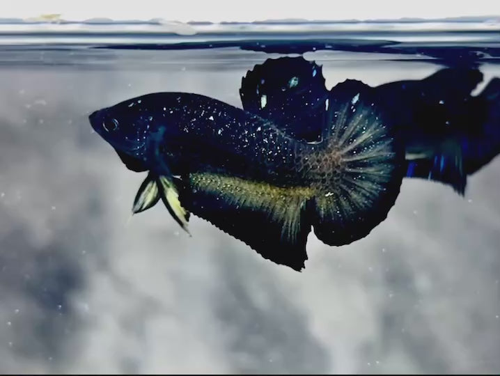 Rare Avatar Betta Fish