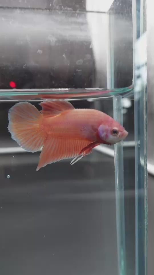 Rare Cherry Blossom Betta Fish