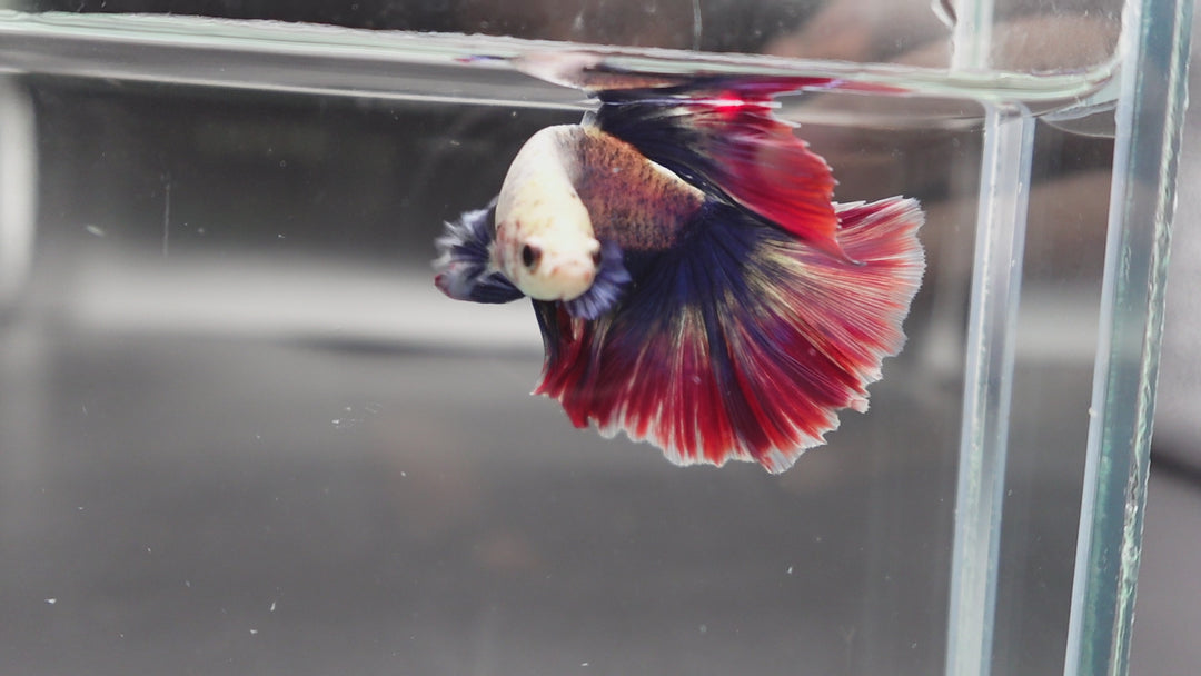 Rare Halfmoon Fancy Betta Fish